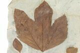 Huge, Plate of Paleocene Leaf Fossils - Glendive, Montana #216909-2